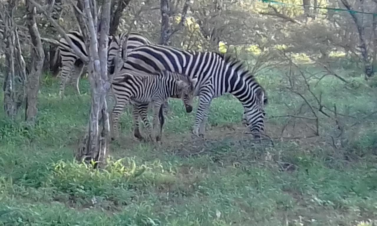 Nanisto Bush Lodge Marloth Park Exterior photo