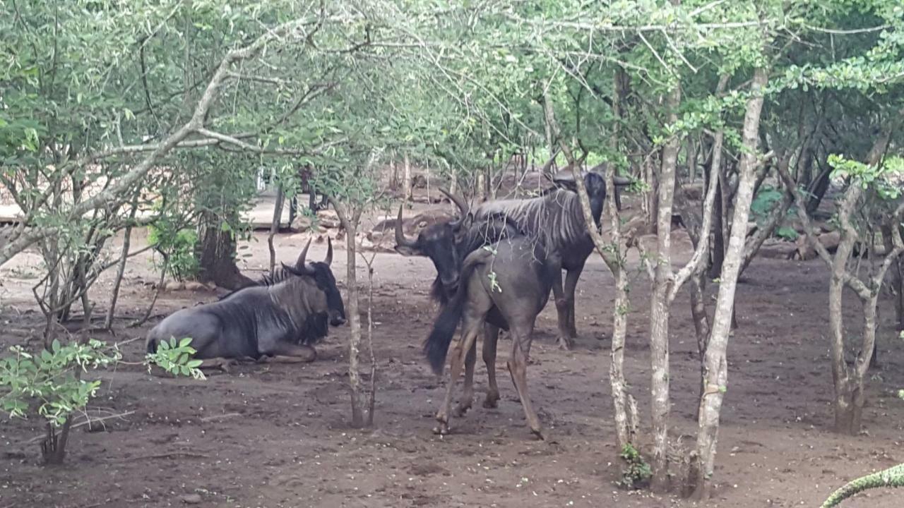 Nanisto Bush Lodge Marloth Park Exterior photo